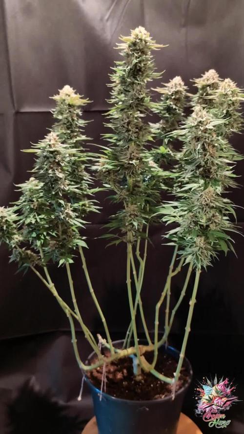 Ice Cream Haze - Dutch Passion Contest