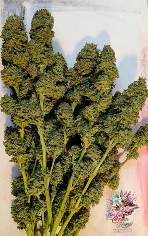 Ice Cream Haze - Dutch Passion Contest. Week 15