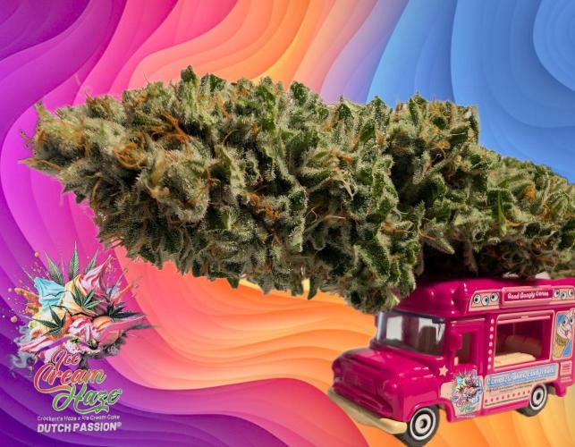 Ice Cream Haze - Dutch Passion Contest. Week 15