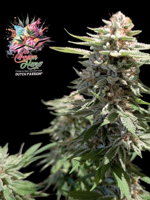 Ice Cream Haze - Dutch Passion Contest. Week 15