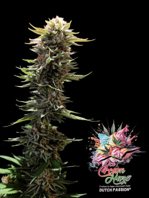 Ice Cream Haze - Dutch Passion Contest. Week 15