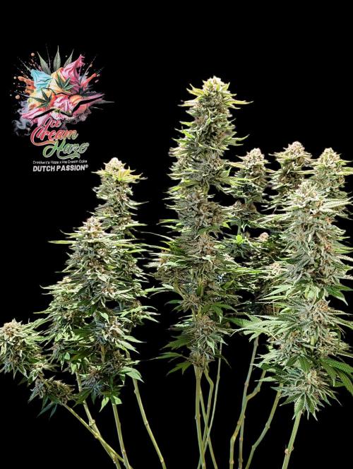 Ice Cream Haze - Dutch Passion Contest. Week 15