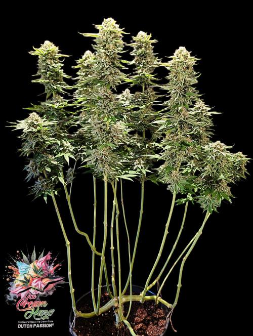 Ice Cream Haze - Dutch Passion Contest. Week 15