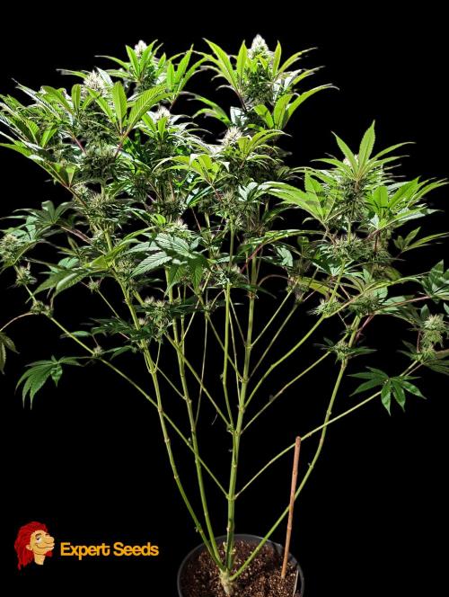 GG#4 Regular - Expert Seeds. Week 10