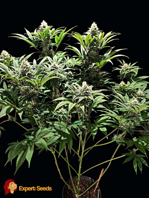 GG#4 Regular - Expert Seeds. Week 10