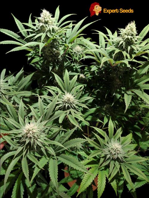 GG#4 Regular - Expert Seeds. Week 10