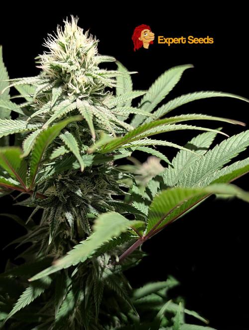 GG#4 Regular - Expert Seeds. Week 10