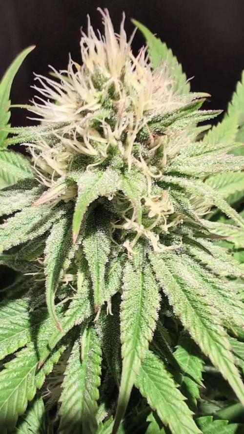 GG#4 Regular - Expert Seeds