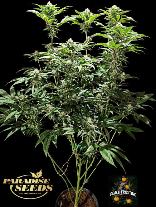 Peach Frosting - Paradise Seeds -Organic. Week 10