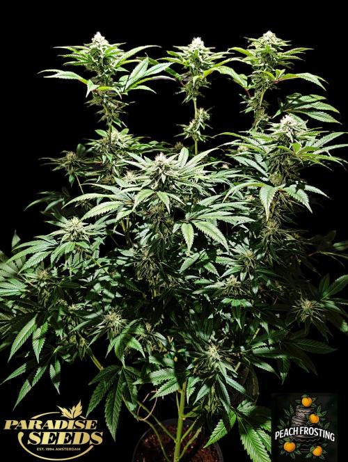 Peach Frosting - Paradise Seeds -Organic. Week 10