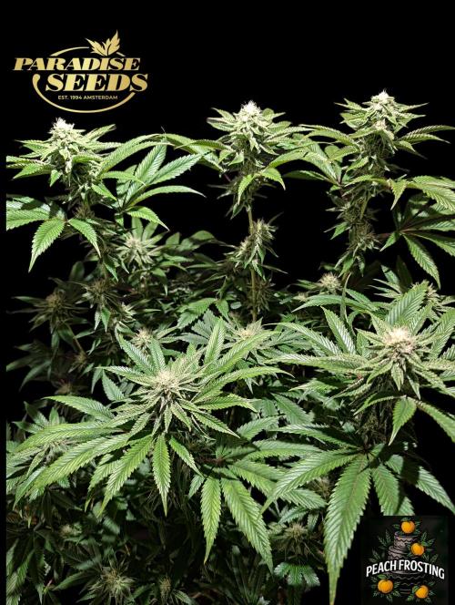 Peach Frosting - Paradise Seeds -Organic. Week 10