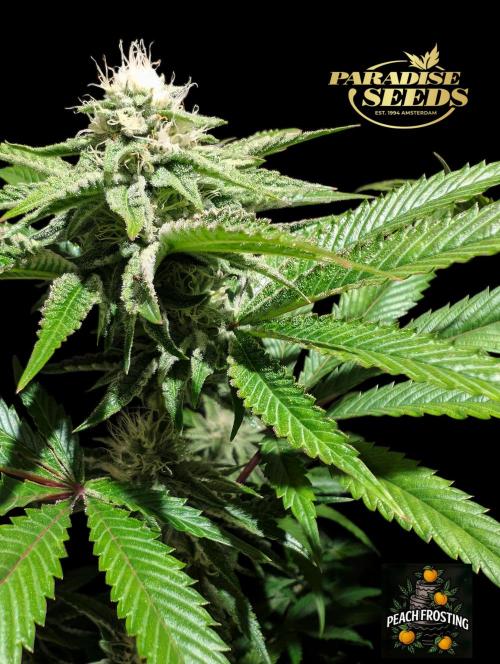 Peach Frosting - Paradise Seeds -Organic. Week 10