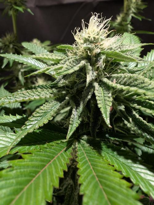 Peach Frosting - Paradise Seeds -Organic. Week 10