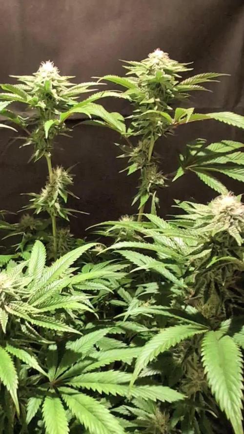 Peach Frosting - Paradise Seeds -Organic