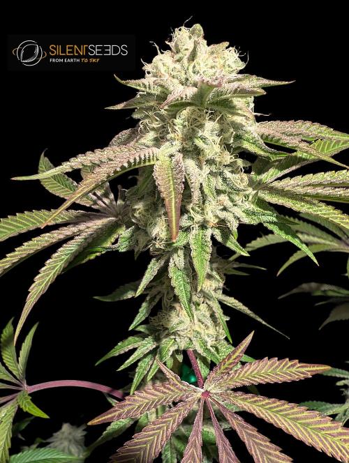 Pink Sunset #2 - Silent Seeds - Organic. Week 11