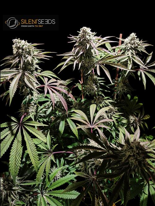 Pink Sunset #2 - Silent Seeds - Organic. Week 11