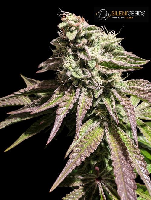 Pink Sunset #2 - Silent Seeds - Organic. Week 11