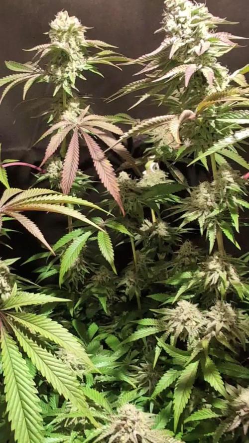 Pink Sunset #2 - Silent Seeds - Organic