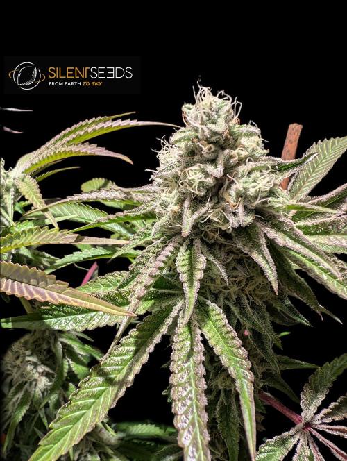 Pink Sunset #2 - Silent Seeds - Organic. Week 11