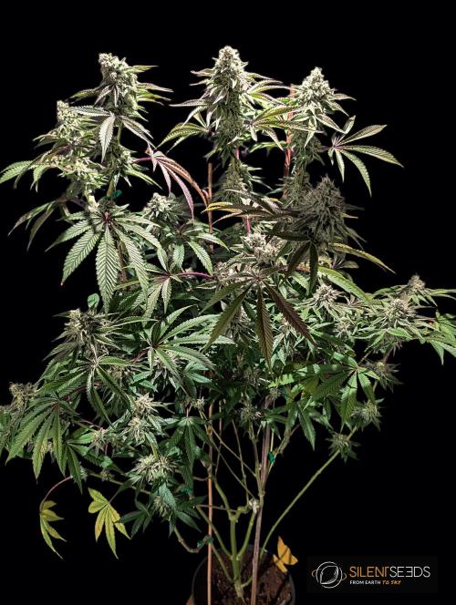 Pink Sunset #2 - Silent Seeds - Organic. Week 11