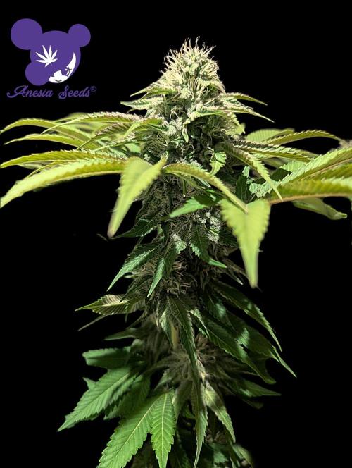 Sleepy Joe - Anesia Seeds - Organic Grow. Week 10