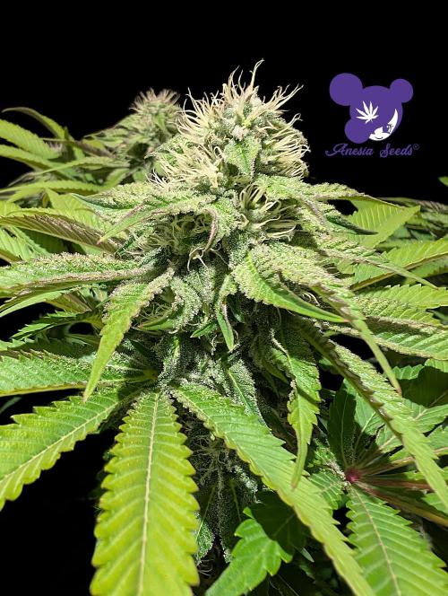 Sleepy Joe - Anesia Seeds - Organic Grow. Week 10