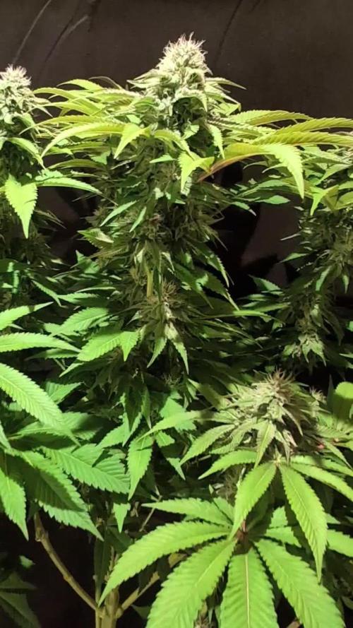 Sleepy Joe - Anesia Seeds - Organic Grow