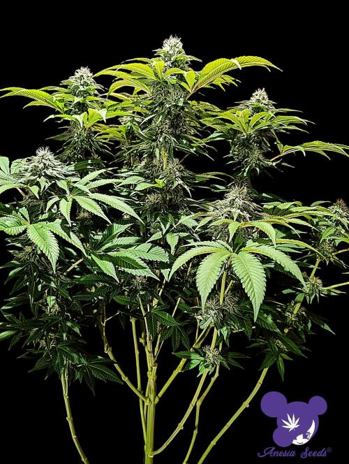 Sleepy Joe - Anesia Seeds - Organic Grow. Week 10