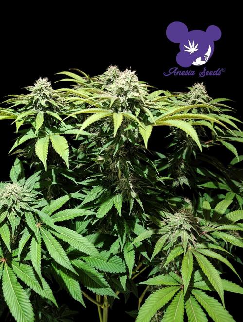 Sleepy Joe - Anesia Seeds - Organic Grow. Week 10