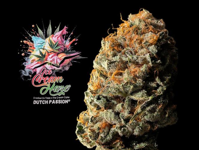 Ice Cream Haze - Dutch Passion Contest. Week 15