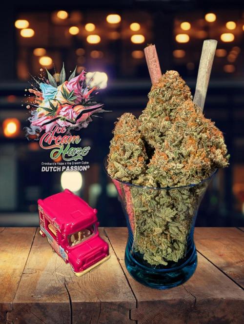 Ice Cream Haze - Dutch Passion Contest. Week 15