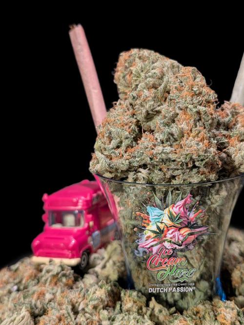 Ice Cream Haze - Dutch Passion Contest. Week 15