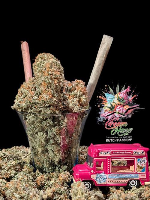 Ice Cream Haze - Dutch Passion Contest. Week 15