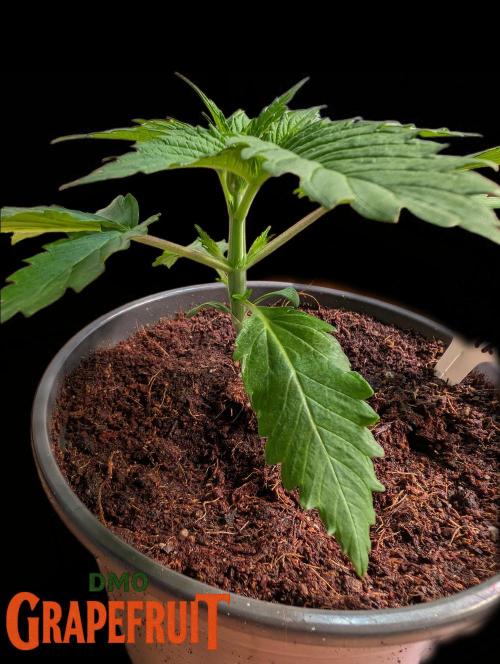 DMO Grapefruit #1 - Good Times Genetics. Week 2