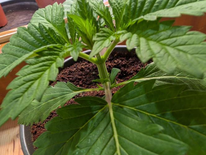 DMO Grapefruit #1 - Good Times Genetics. Week 2