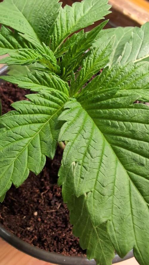 DMO Grapefruit #1 - Good Times Genetics