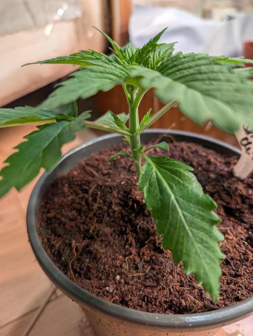 DMO Grapefruit #1 - Good Times Genetics. Week 2