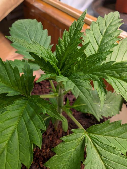 DMO Grapefruit #2 - Good Times Genetics. Week 2