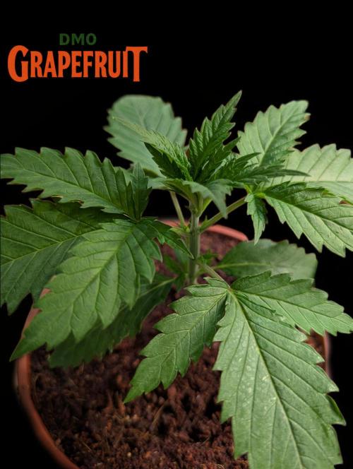 DMO Grapefruit #2 - Good Times Genetics. Week 2