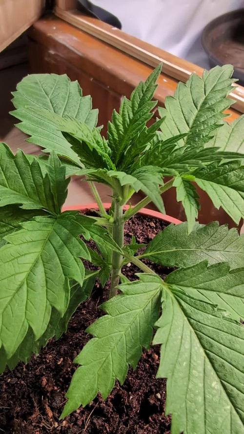 DMO Grapefruit #2 - Good Times Genetics