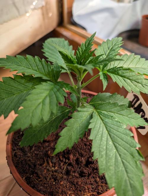 DMO Grapefruit #2 - Good Times Genetics. Week 2