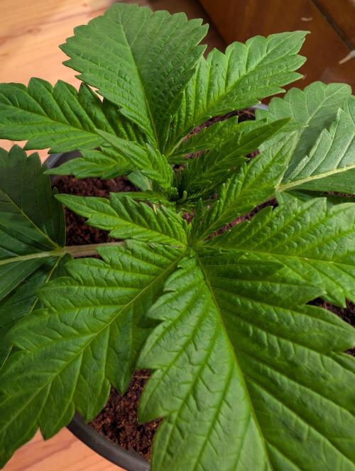 DMO Grapefruit #2 - Good Times Genetics. Week 2