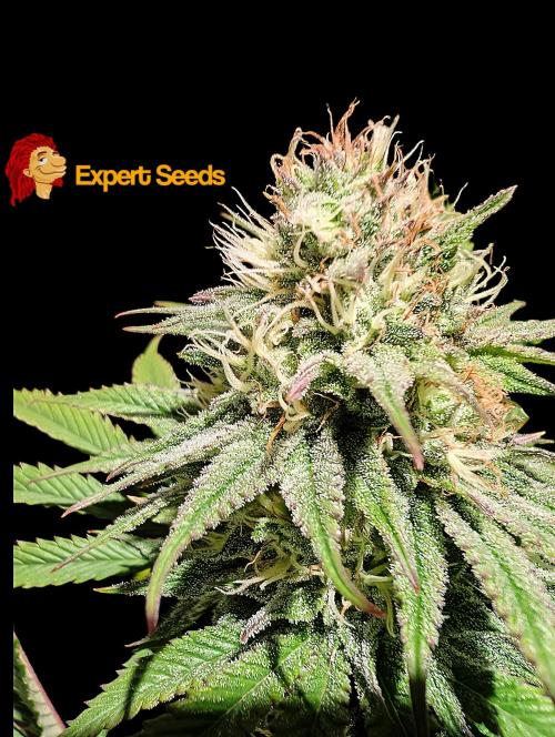 GG#4 Regular - Expert Seeds. Week 11