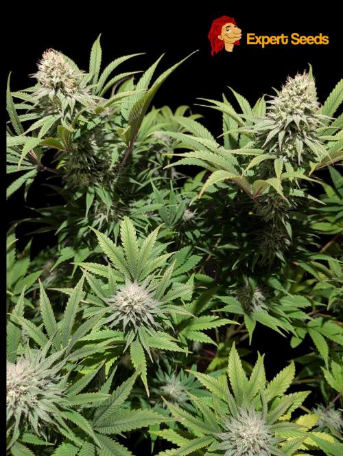 GG#4 Regular - Expert Seeds. Week 11