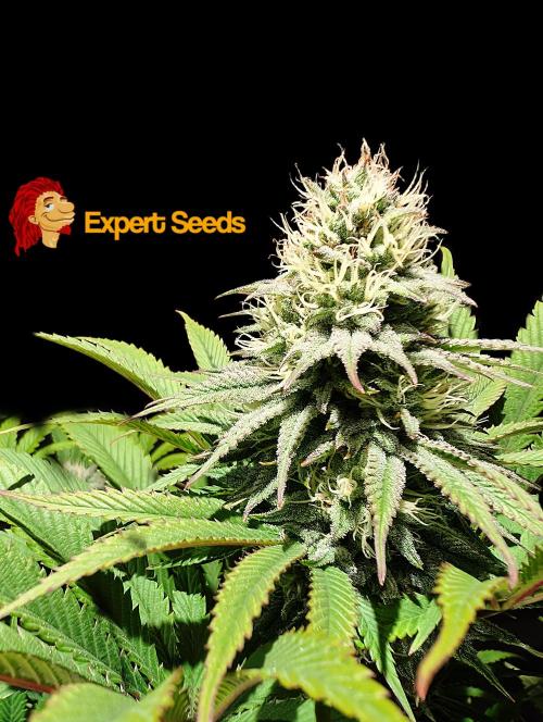 GG#4 Regular - Expert Seeds. Week 11