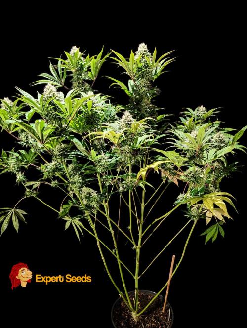 GG#4 Regular - Expert Seeds. Week 11