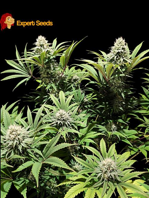 GG#4 Regular - Expert Seeds. Week 11