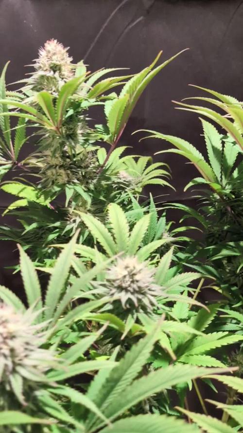 GG#4 Regular - Expert Seeds