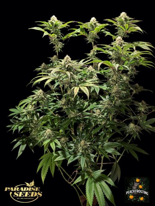 Peach Frosting - Paradise Seeds -Organic. Week 11