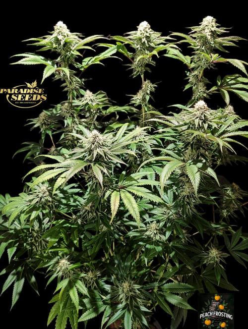 Peach Frosting - Paradise Seeds -Organic. Week 11